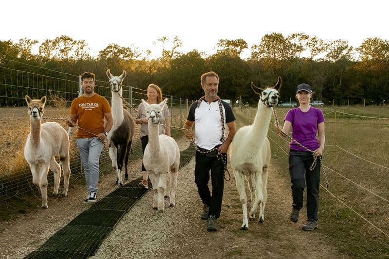 Billet Mödling Vienne : Randonnée avec des alpagas et des lamas