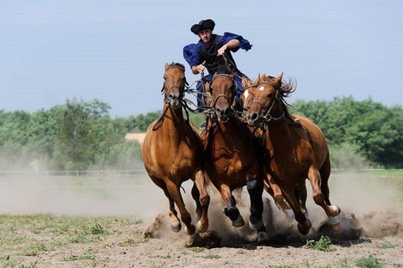 Billet Excursion d'une journée à Puszta au départ de Budapest avec spectacle équestre et déjeuner