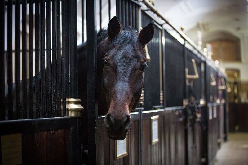 École espagnole d'équitation : Visite guidée