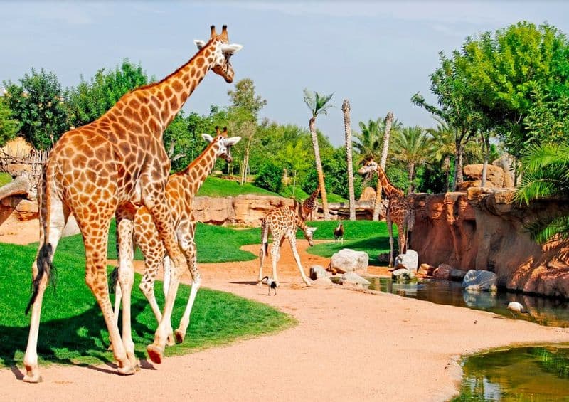 Billet Bioparc Valencia : Billet avec accès rapide