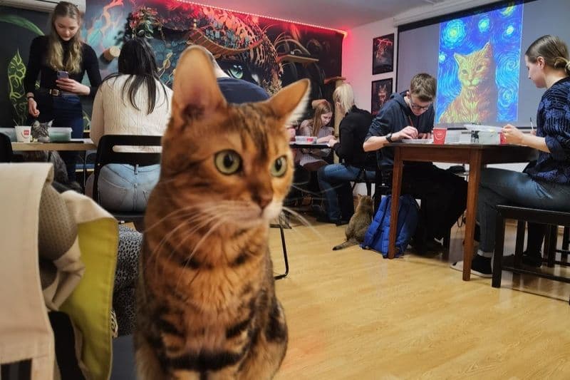 Musée du chat de Budapest : Atelier guidé de peinture acrylique