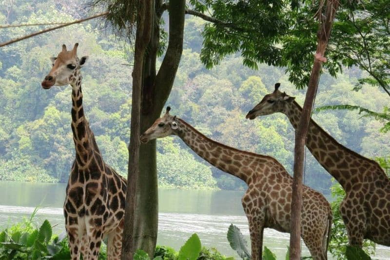 2-in-1 Park Hopper : Zoo de Singapour, Safari nocturne, Merveilles de la rivière ou Paradis des oiseaux