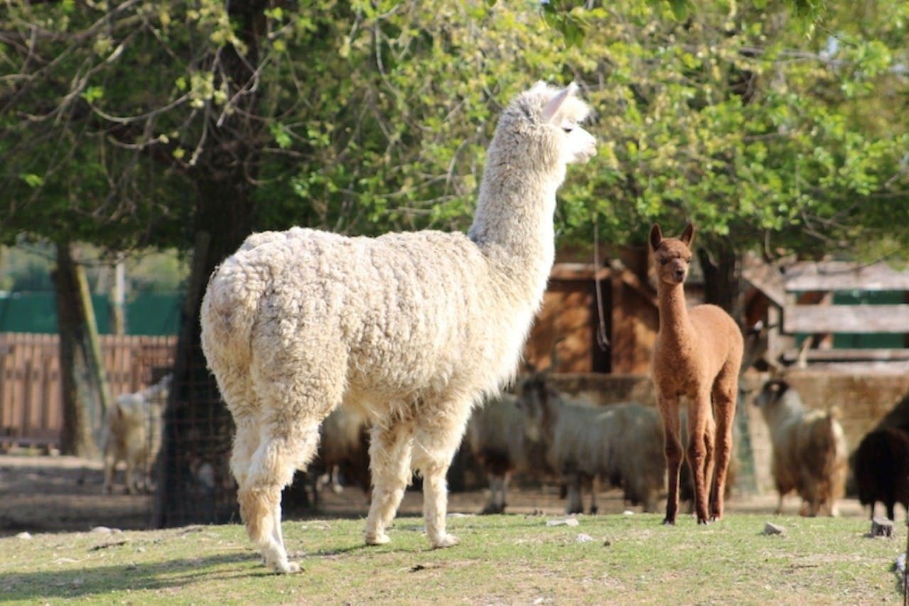 Billet d'entrée pour le Safari Ravenne