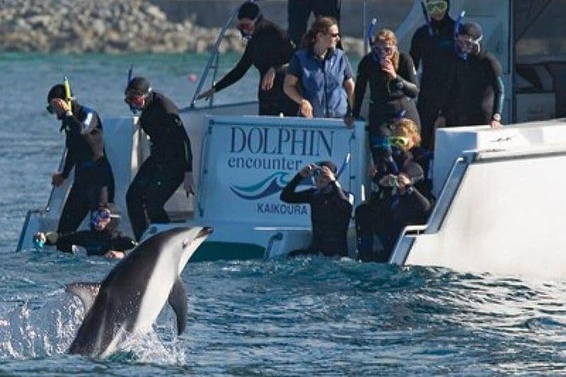 Circuit de deux jours pour observer les baleines et les dauphins de Kaikoura au départ de Christchurch