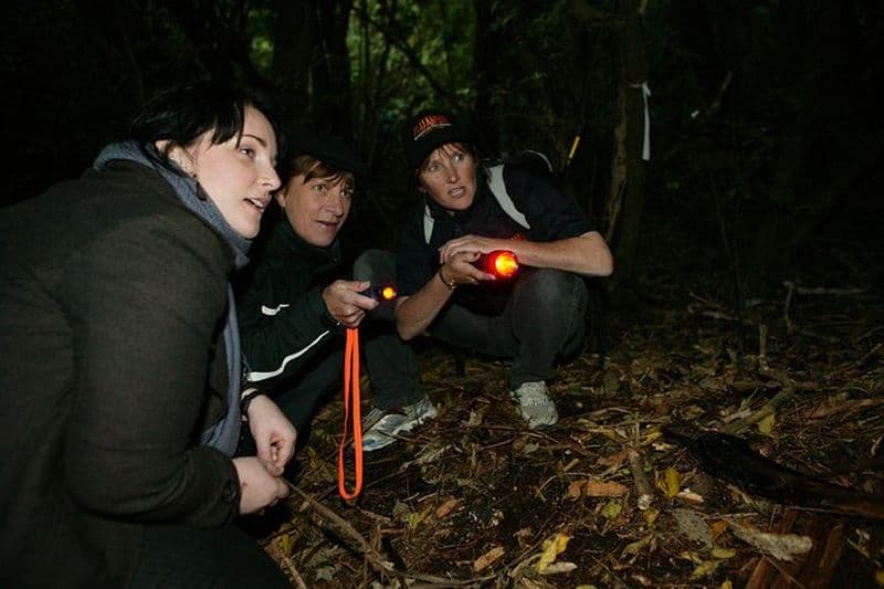 Zealandia Excursion nocturne en petit groupe Eco Wildlife