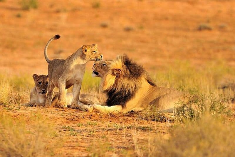 Expérience de 10 jours en Tanzanie par Jeep