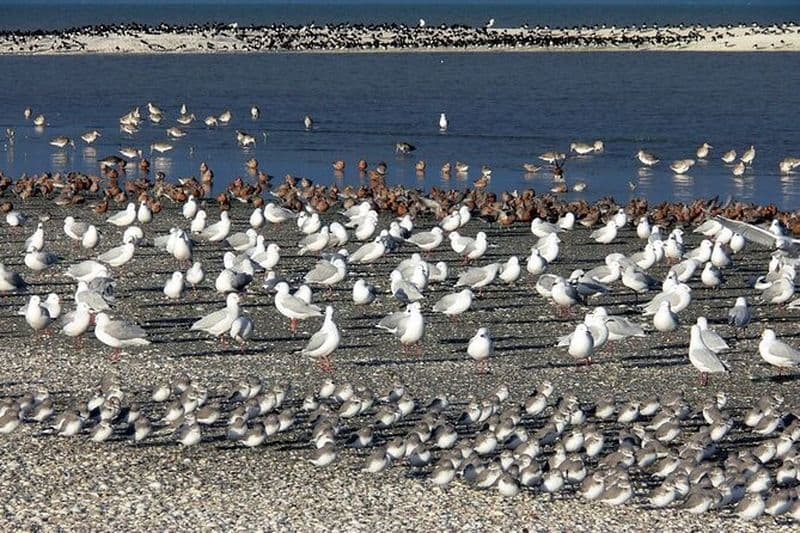 Visite privée d'observation des oiseaux et de randonnée à Auckland