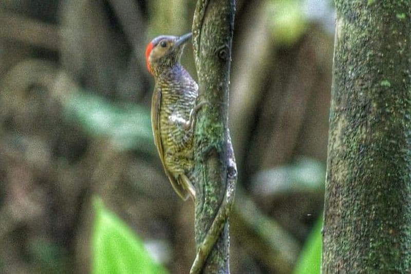 Observation des oiseaux