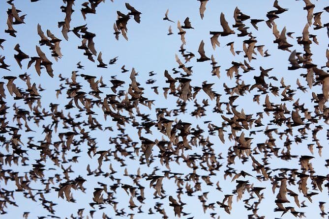 Billet Battambang Tuk Tuk tour: Bambootrain, Killing & Bat Caves, Coucher de soleil