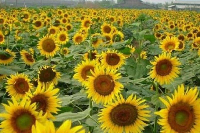 Visite privée du jardin de tournesols et du parc des zones humides d'oiseaux sauvages