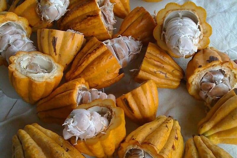 Visite des jardins botaniques de Princeville et billet de dégustation de chocolat