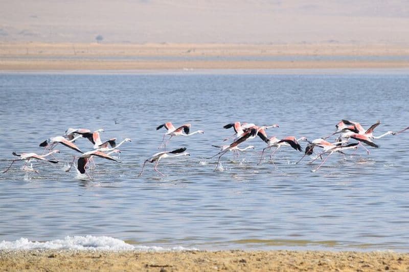 Billet Expérience privée d'observation des oiseaux d'une journée au Fayoum