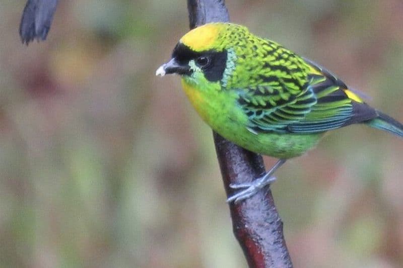 Refuge de papillons Machu Picchu et visite d'observation des oiseaux d'une demi-journée