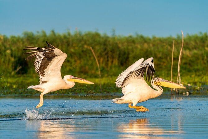 Billet Observation des oiseaux dans le delta du Danube - Excursion privée d'une journée au départ de Bucarest