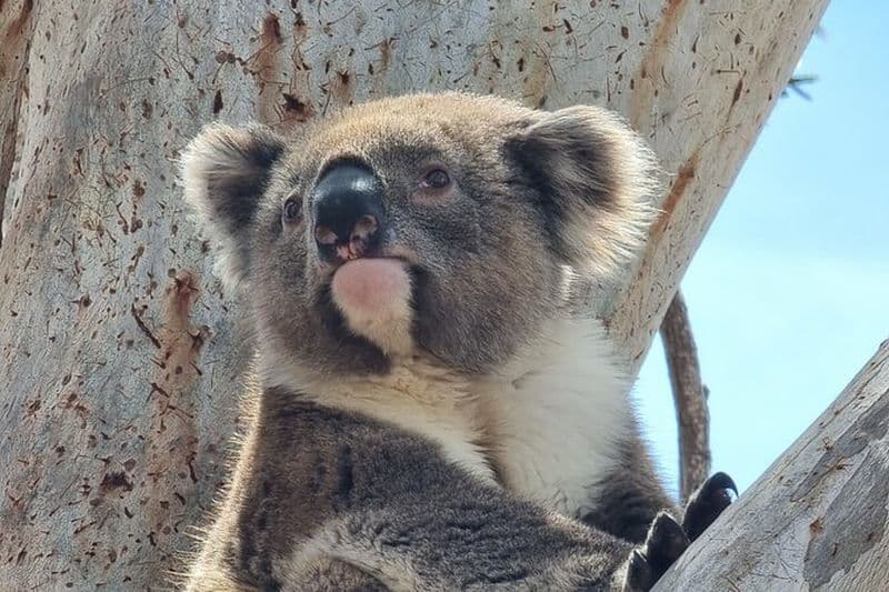 Billet Excursion en safari avec les koalas sauvages à la gare de Mikkira à Port Lincoln