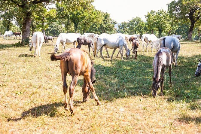 Piran, grottes de Skocjan et Lipica | Excursion privée hors croisière au départ de Koper