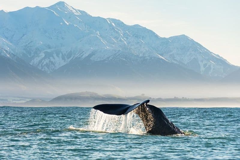 Billet Observation des baleines à Kaikoura en bateau