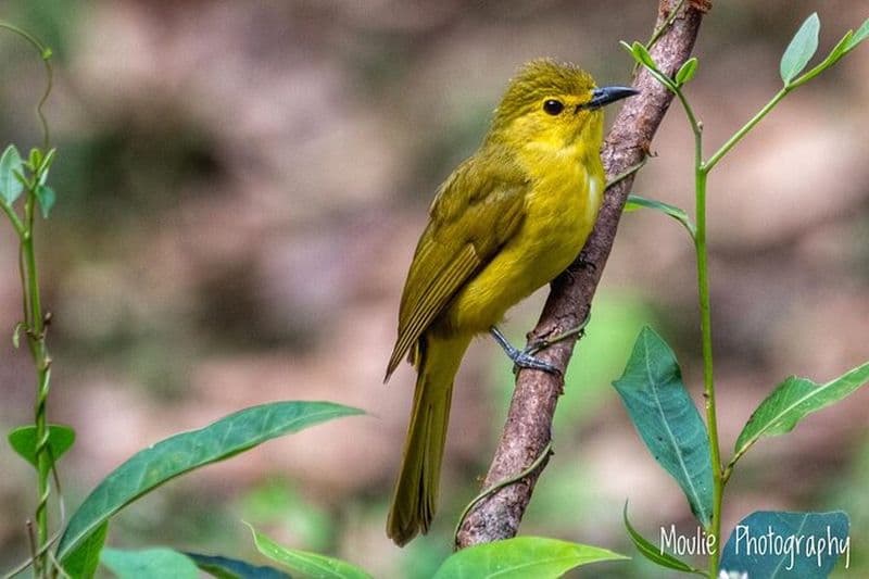 Billet Chennai, excursion photo guidée d'observation d'oiseaux et d'oiseaux avec spot Scope, 2 à 3 heures
