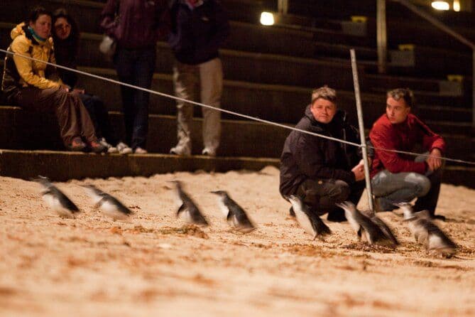 Phillip Island Penguin Parade, visite en bus de la faune et des boîtes de plage