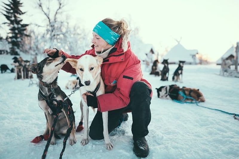 Tromso : Aventure en traîneau personnel tiré par des huskies