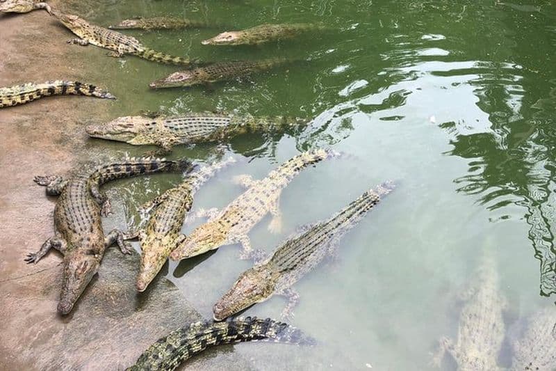Excursion d'une journée à Cebu Safari