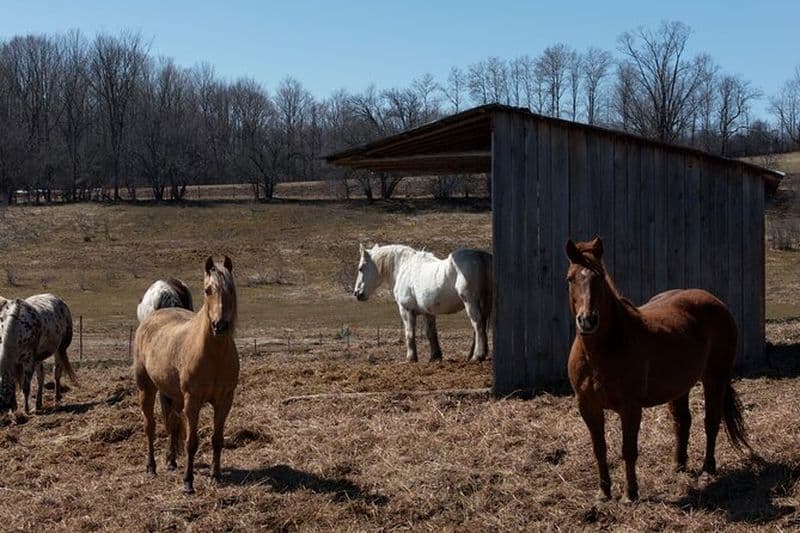 Excursion d'une journée à Blue Mountain: Dégustation de vin, Équitation et plaisir en plein air!