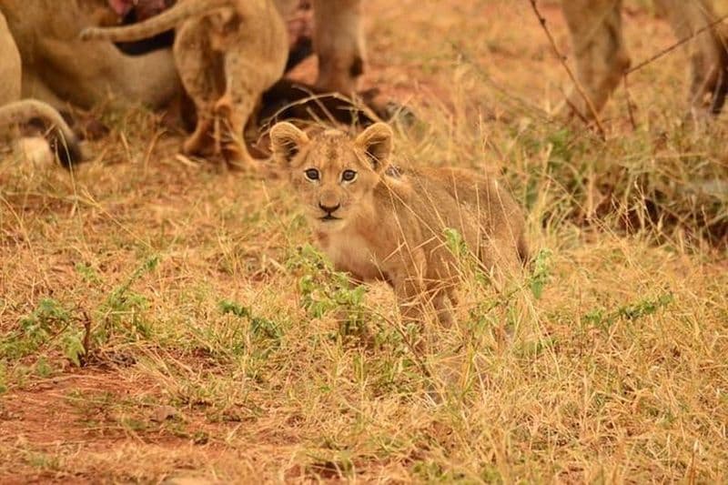 Safari d'une demi-journée à partir de johannesburg