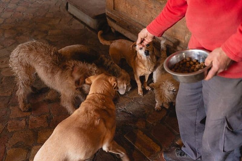 Profitez de l'expérience de Rome Nous prenons soin de votre chien