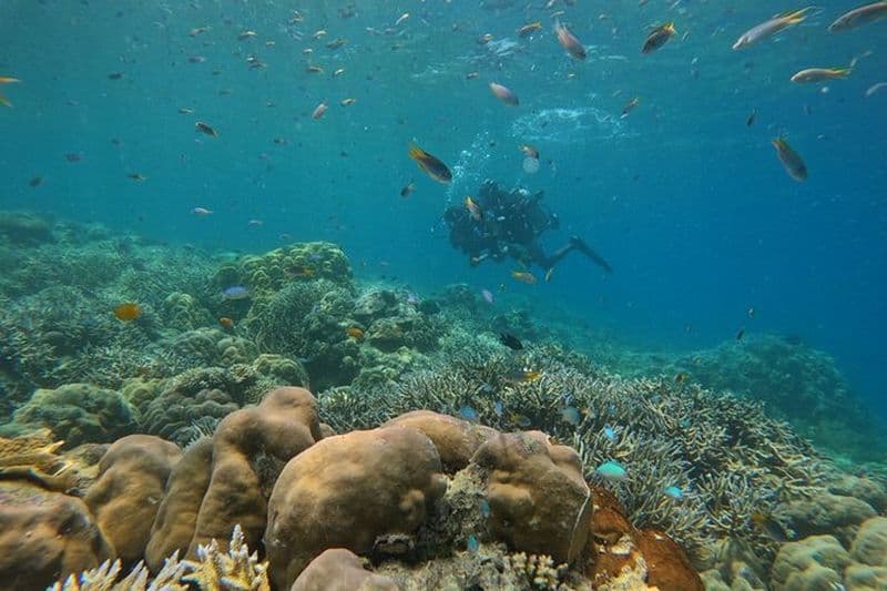Plongée en bateau à Juvis