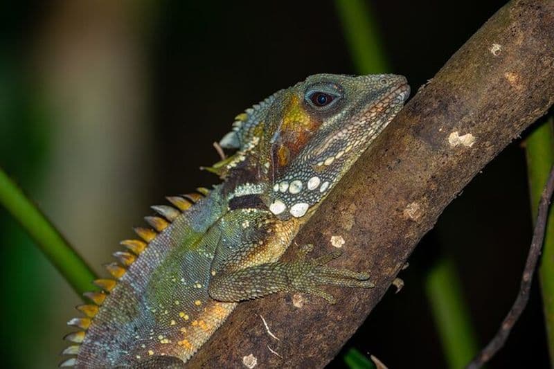 Visite à pied en famille dans la forêt tropicale de Daintree