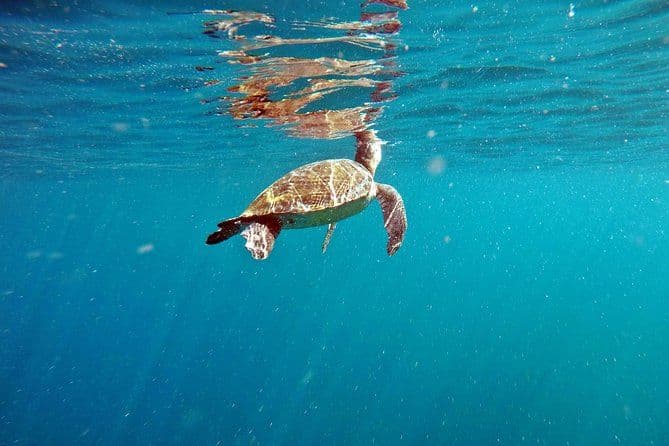 Plongée en apnée avec tortue par Adrenailha