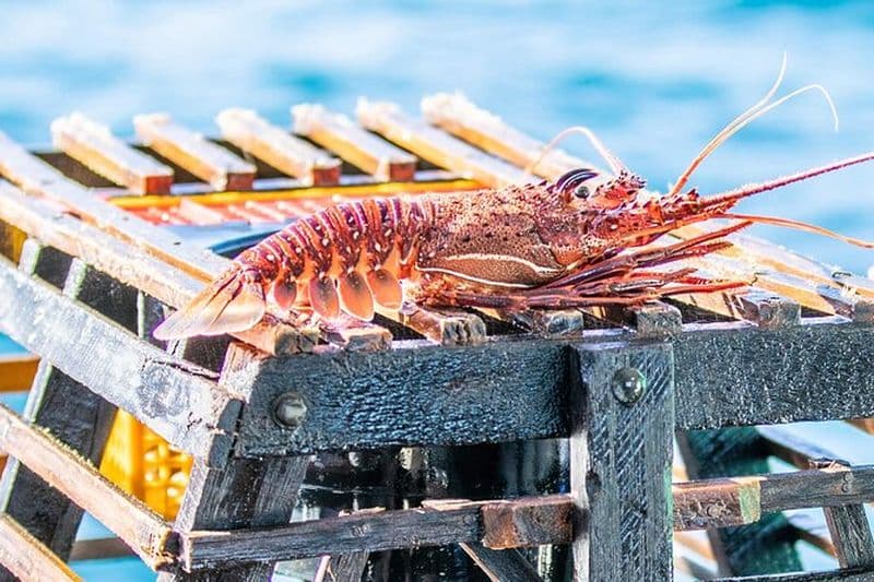 Billet Kalbarri Rock Lobster Tours