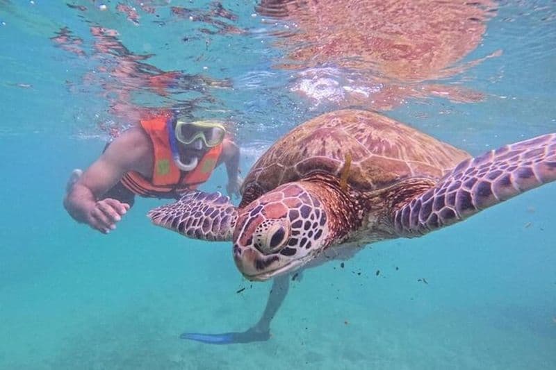 Mirissa Expérience inoubliable de plongée avec des tortues