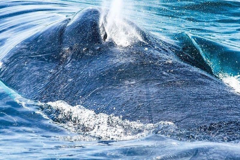 Observation des baleines au Panama : une expérience de safari marin