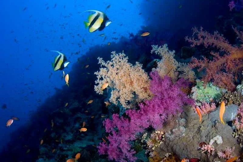 Initiation à la plongée à Eilat