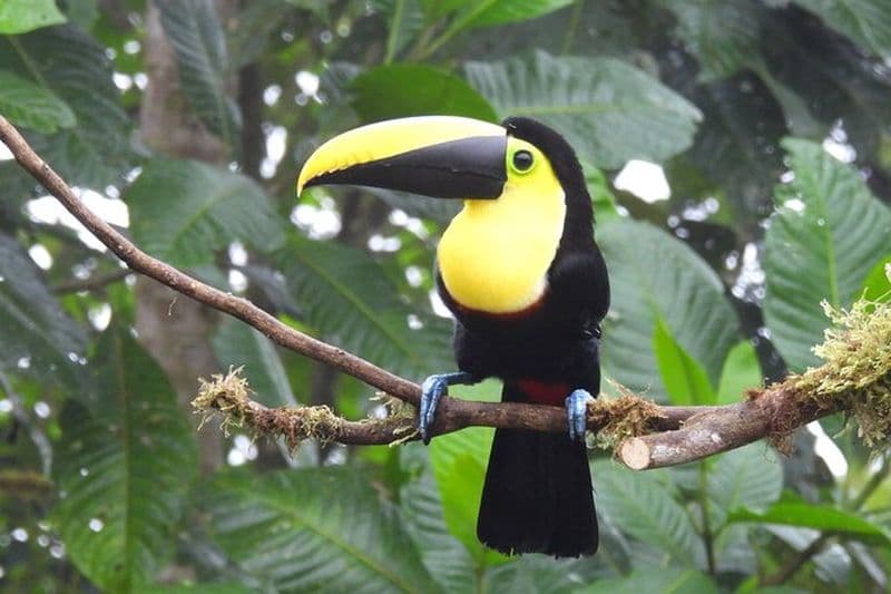 Visite privée d'observation des oiseaux dans la forêt nuageuse de Mindo + Mitad del mundo