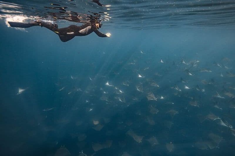 Ocean Safari Snorkel Adventure