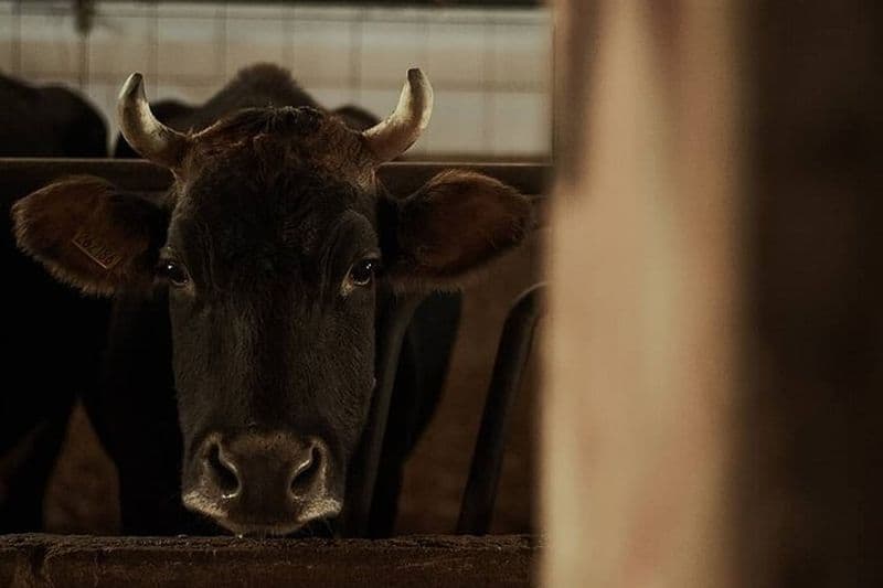 Dégustation de Fromage