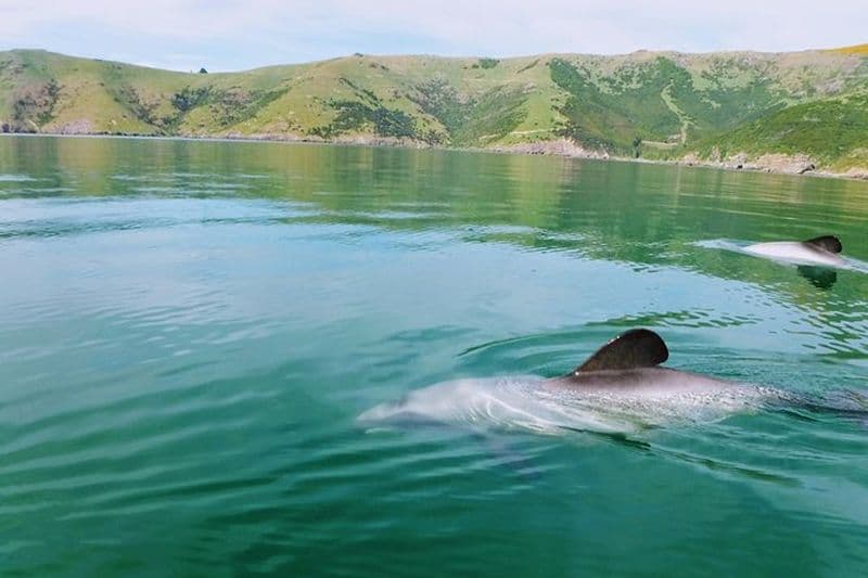 Safari en kayak au lever du soleil avec la faune marine à Akaroa