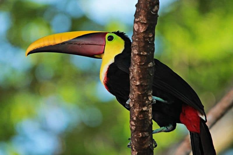 Esquipulas Bird watching Tour - Top Rainforest birding experience