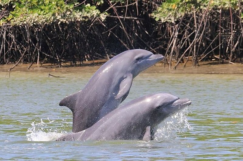 Observation des dauphins et des oiseaux d'une demi-journée dans la forêt de mangroves de Puerto del Morro