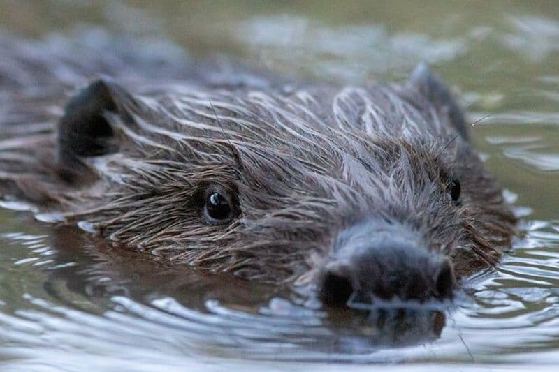 Billet Safari de castor et la magie d'Hortobágy