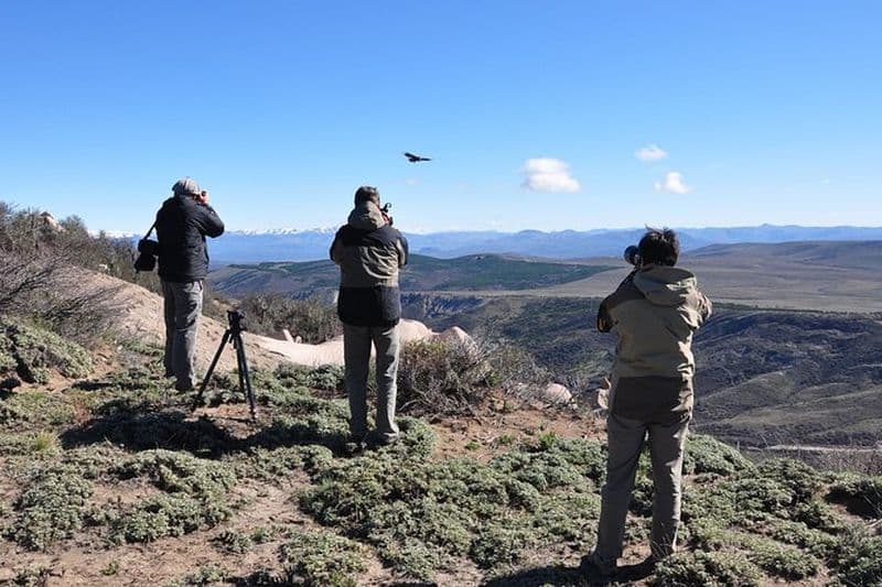 Photo Découverte des condors et observation des oiseaux - Visite d'une journée complète en service privé