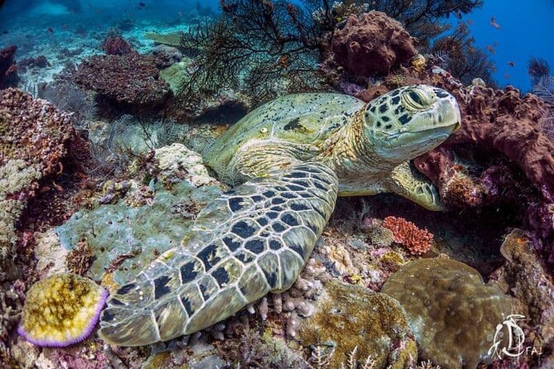 Billet Kota Kinabalu Leisure Scuba Diving Trip (3 plongées)