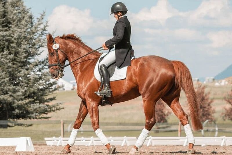 Visite privée à cheval