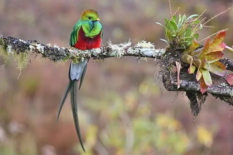 Visite d'observation des oiseaux et de photographie de 5 heures à Monteverde