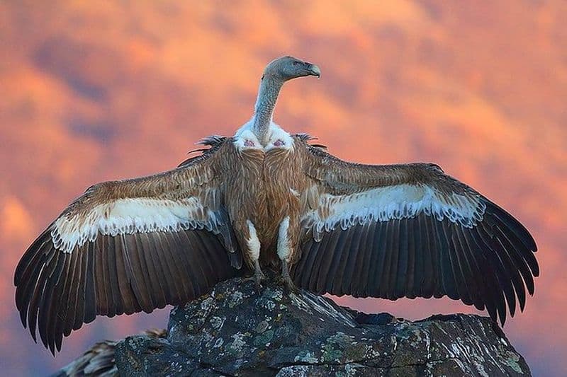 Billet Voyage d'observation des oiseaux de deux jours: les Rhodopes orientales et le Sakar