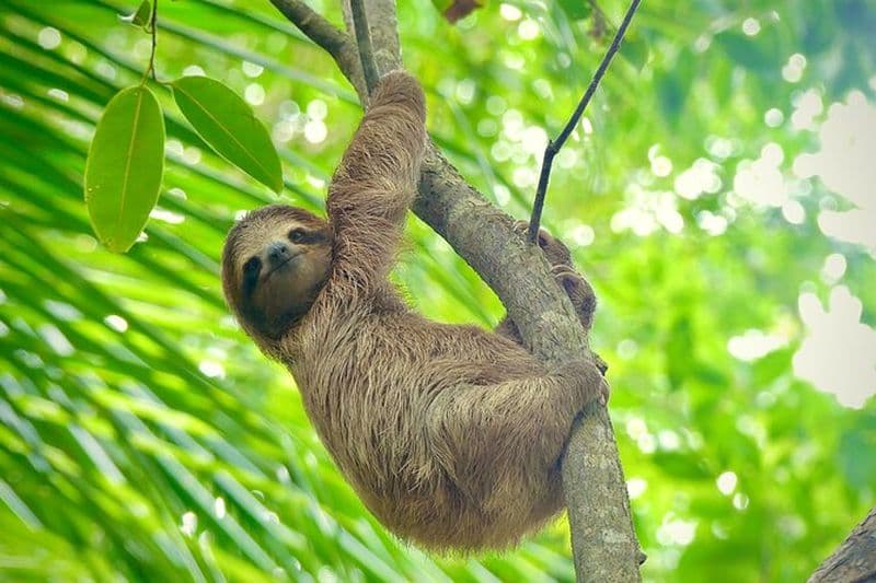 Visite écologique en kayak et tuba de la mangrove de Bocas