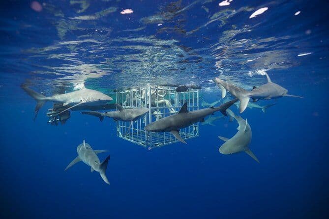 Plongée en cage à requins sur "La célèbre côte nord d'Oahu", à Hawaï