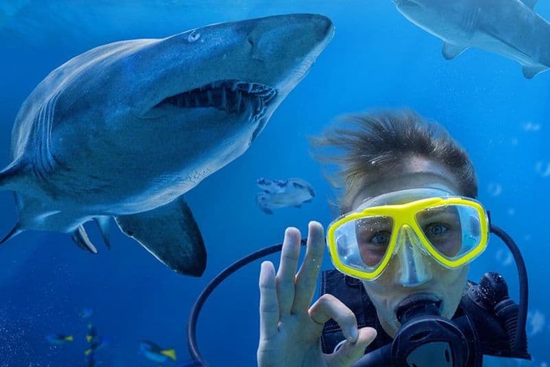 Billet Shark Dive Xtreme à l'aquarium SEA LIFE de Sydney